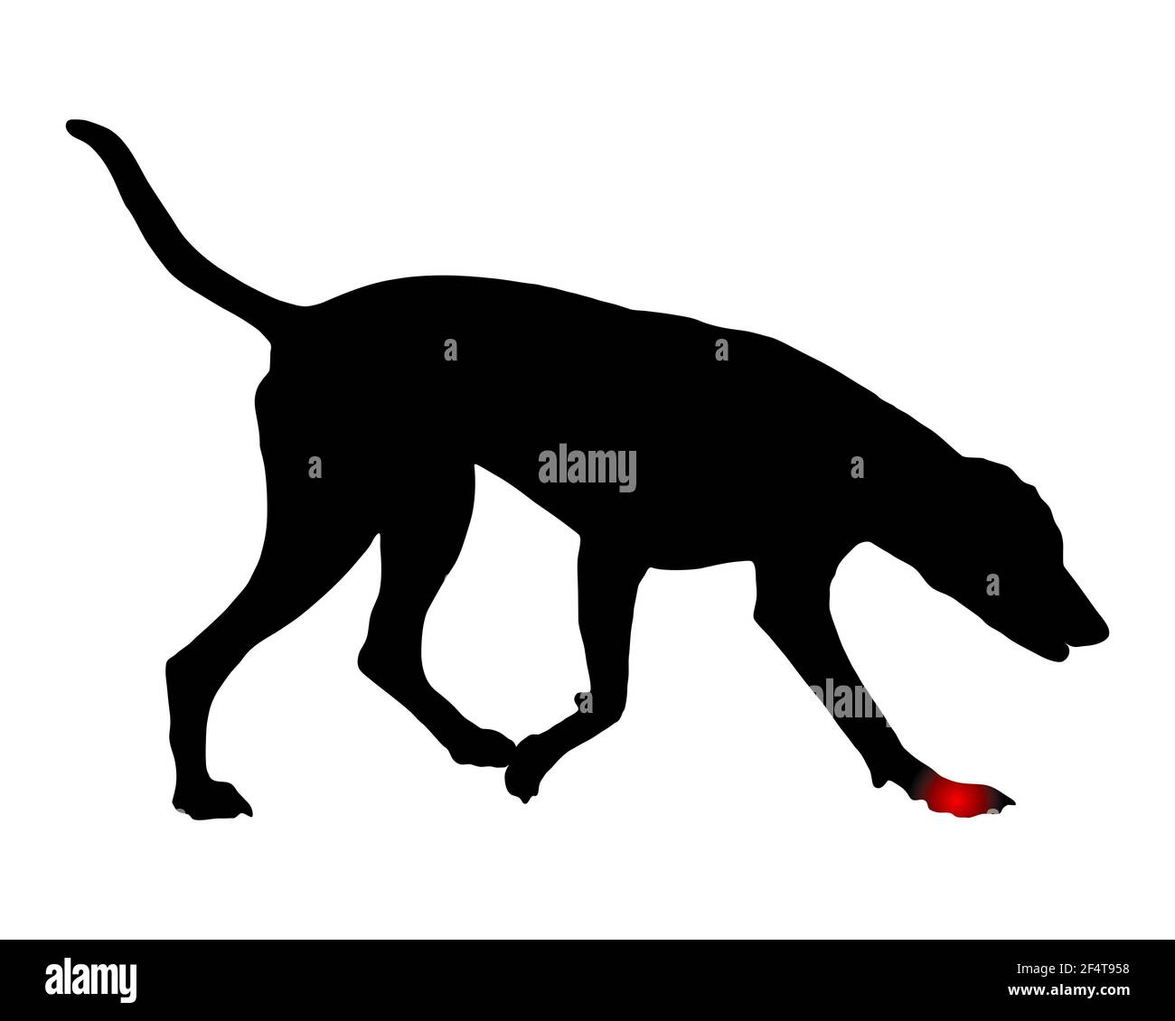 Dog with pain in the paw Stock Photo Alamy
