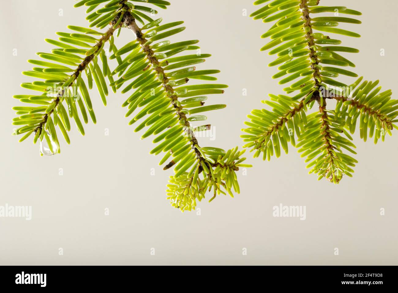 fir tree branch on a white background Stock Photo - Alamy