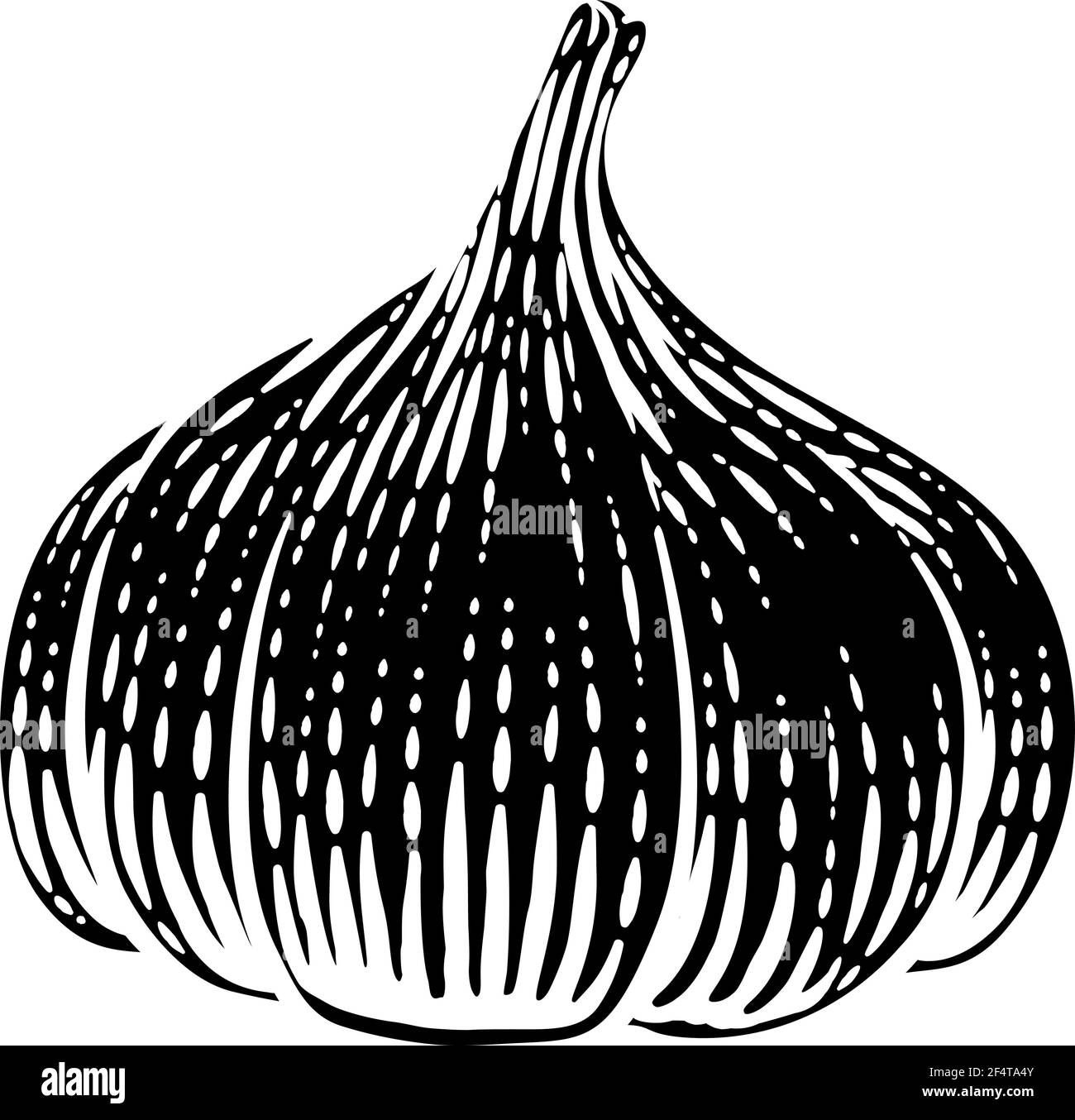 Garlic Vegetable Vintage Woodcut Illustration Stock Vector