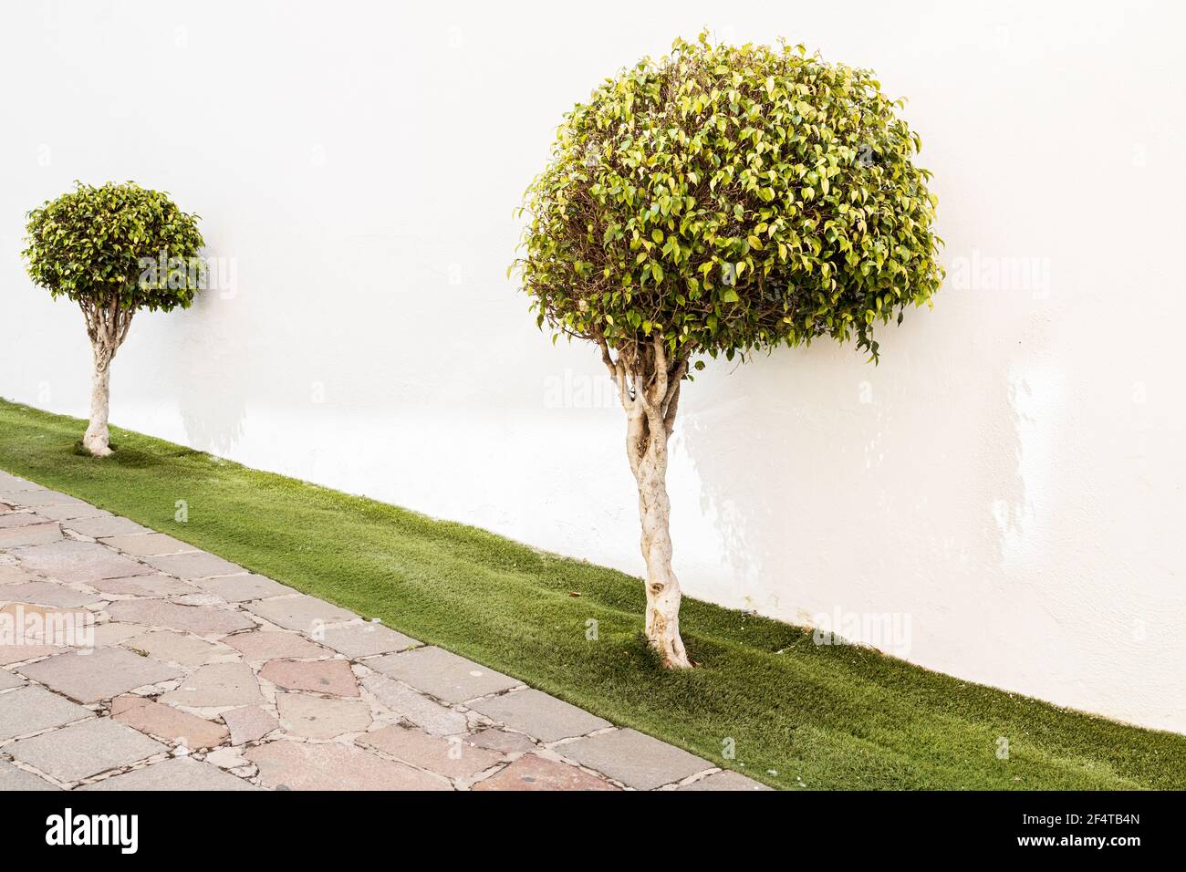 Ficus benjamina, weeping fig, laural tree and artificial grass