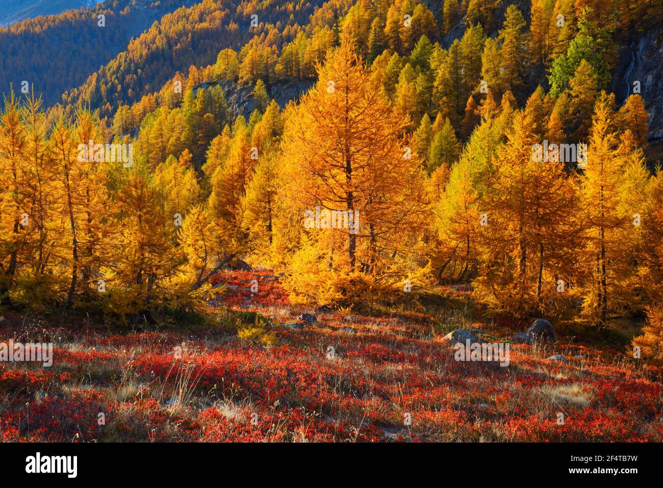 geography / travel, Switzerland, larch forest and blueberry perennials, Valais, Additional-Rights-Clearance-Info-Not-Available Stock Photo