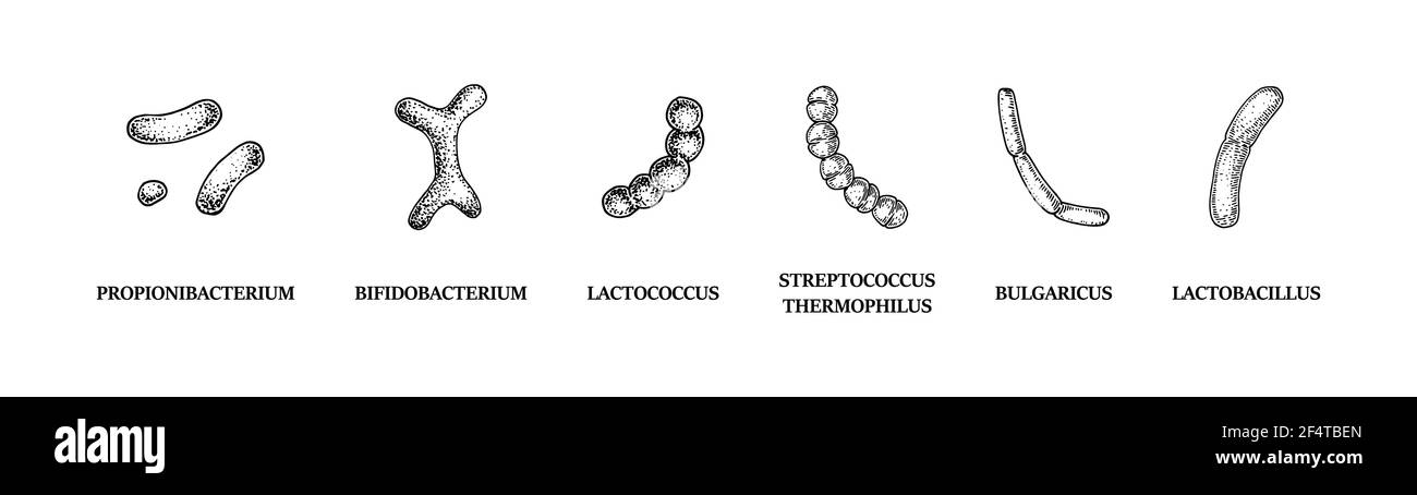 Set of hand drawn probiotics bacterias: lactococcus, lactobacillus, bulgaricus, bifidobacterium, propionibacterium, streptococcus. Vector illustration Stock Vector