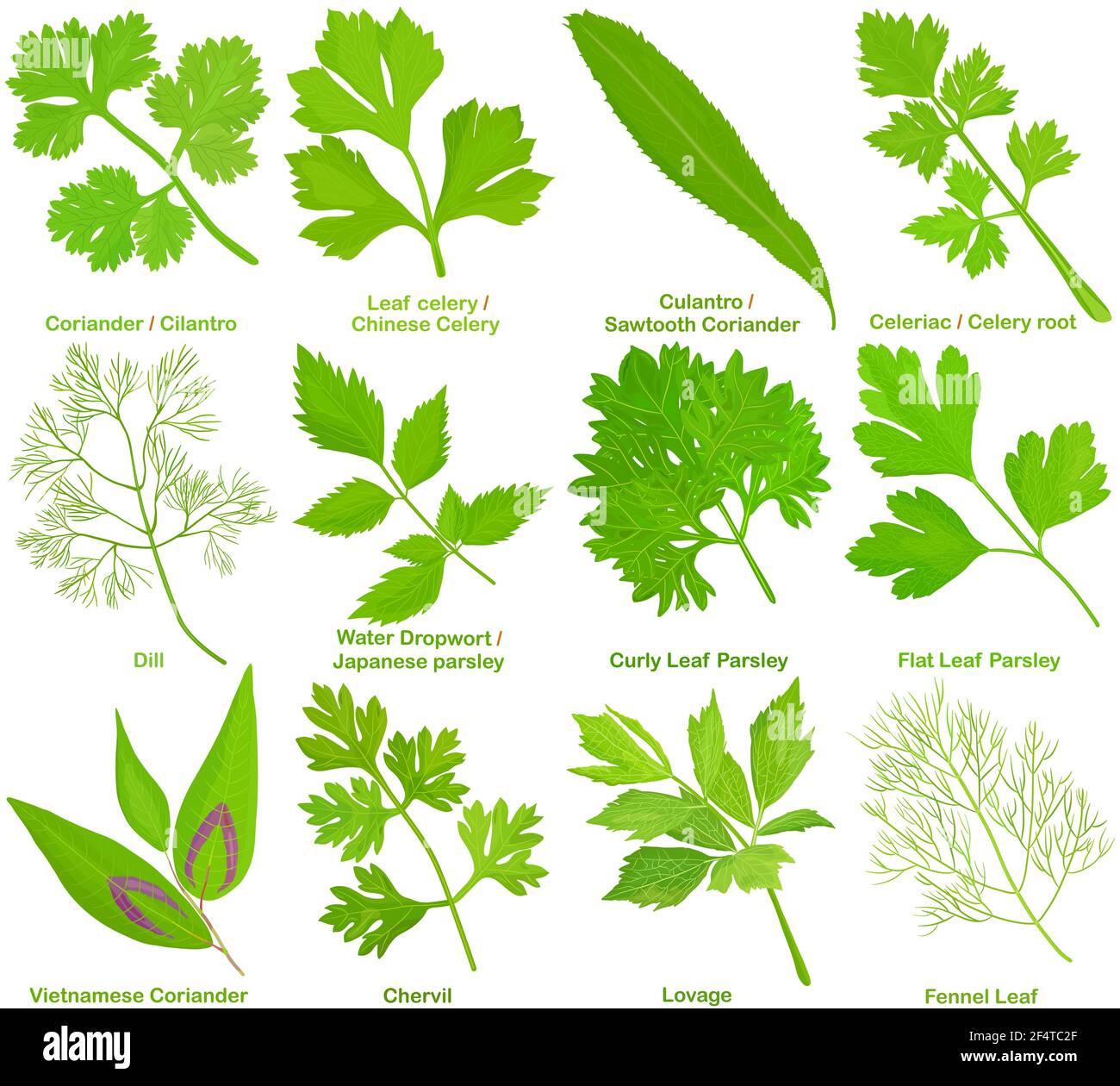 Vector of aromatic culinary Herb, leaves. Coriander Cilantro Celery Culantro Celeriac Dill Parsley Chervil Lovage Fennel Leaf. Healthy ingredients. Co Stock Vector