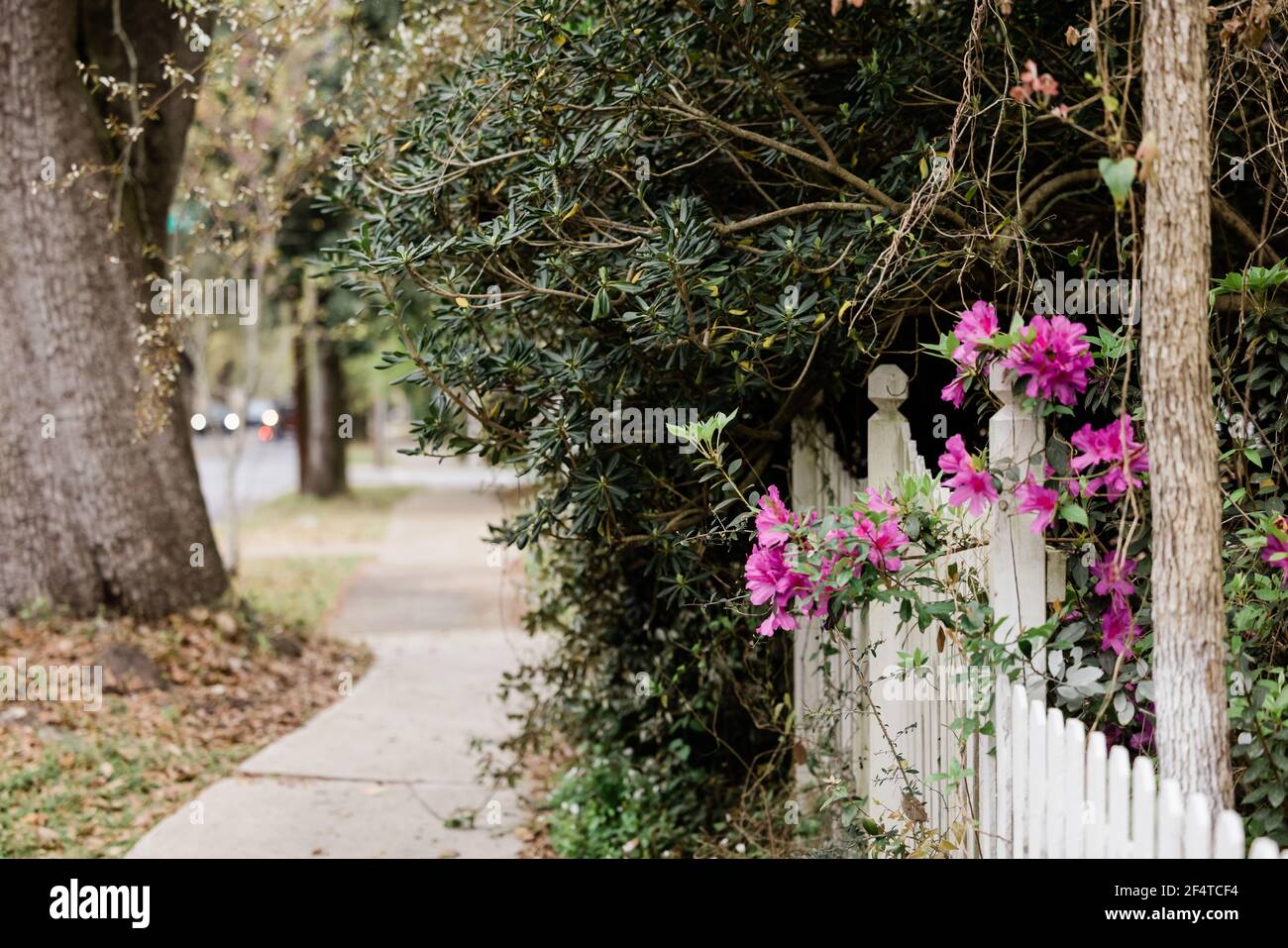Picket fence garden blooming hi-res stock photography and images - Alamy