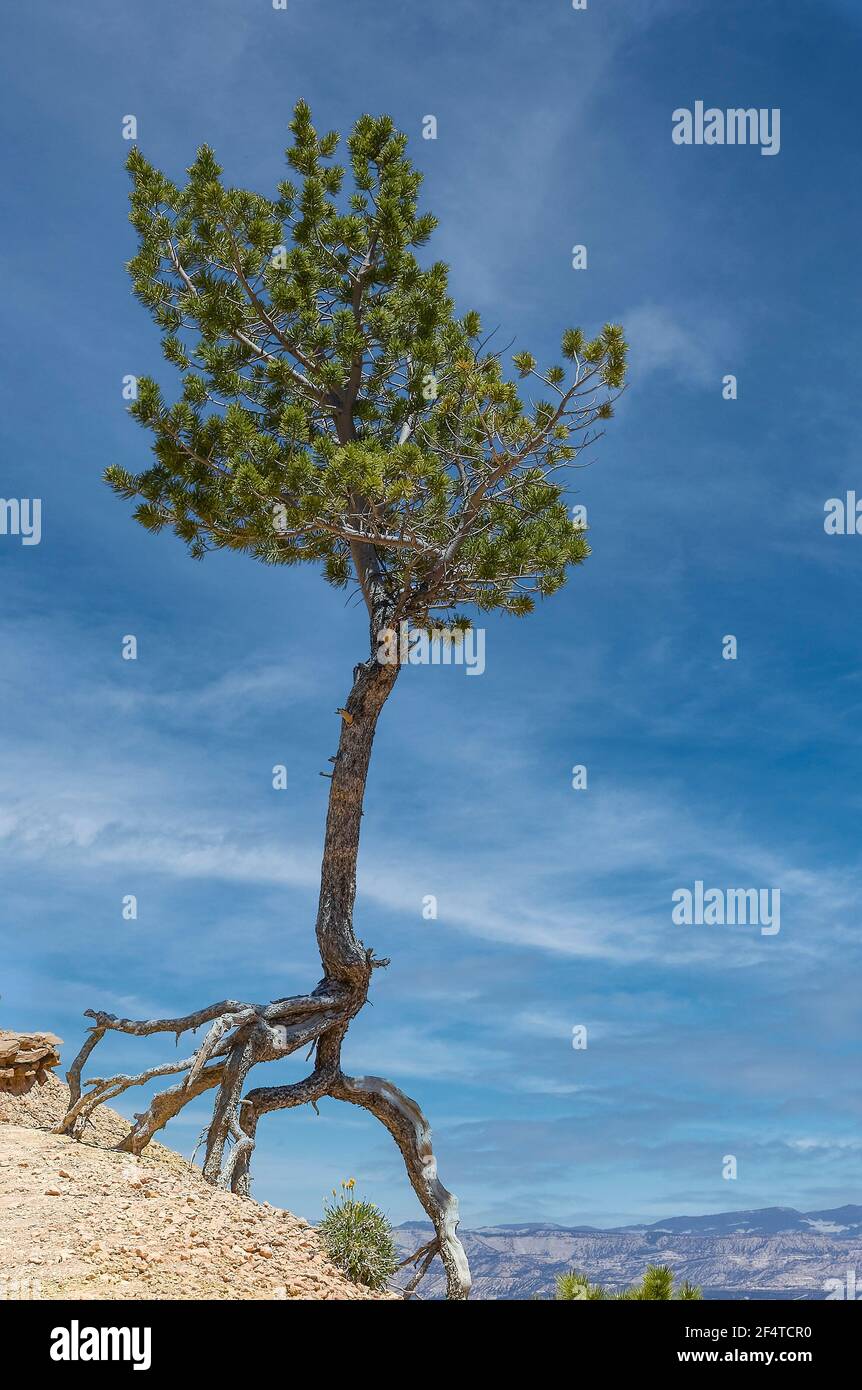 Ponderosa Pine with exposed roots growing on dry hill against cloudy blue sky in countryside, surrounding Bryce Canyon National Park Stock Photo