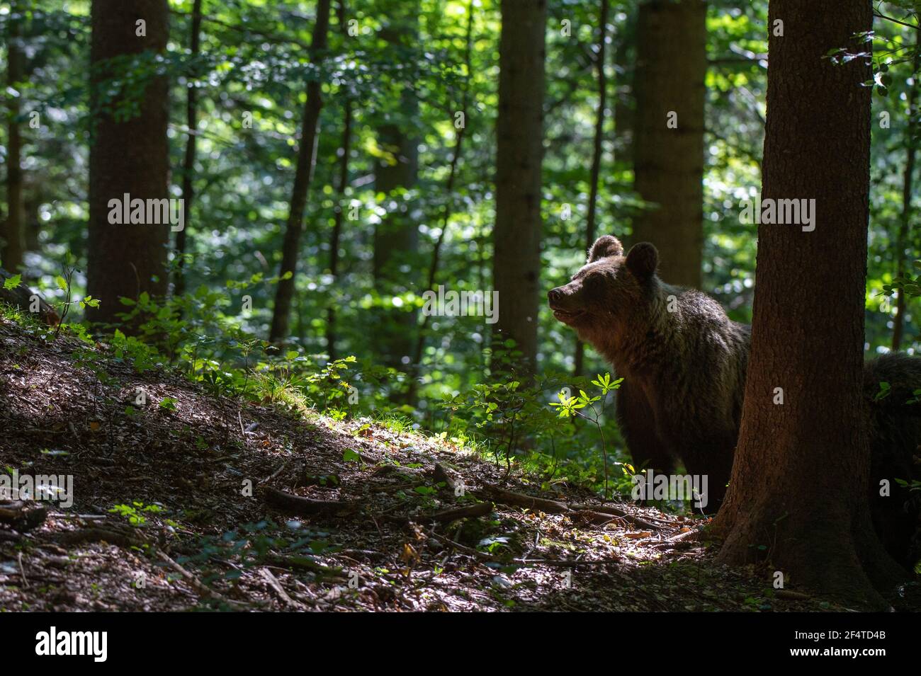 European brown bear (Ursus arctos), Notranjska forest, Slovenia. Stock Photo