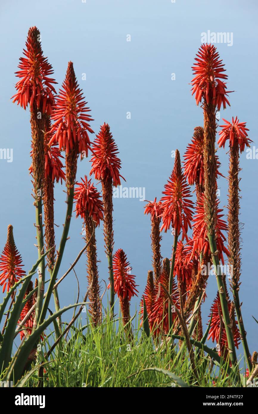 Madeira aloe hi-res stock photography and images - Alamy