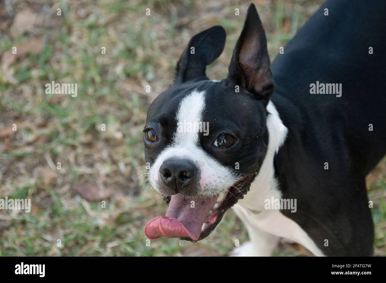 Cute Boston Terrier Puppy, Outside on the Grass. Stock Photo