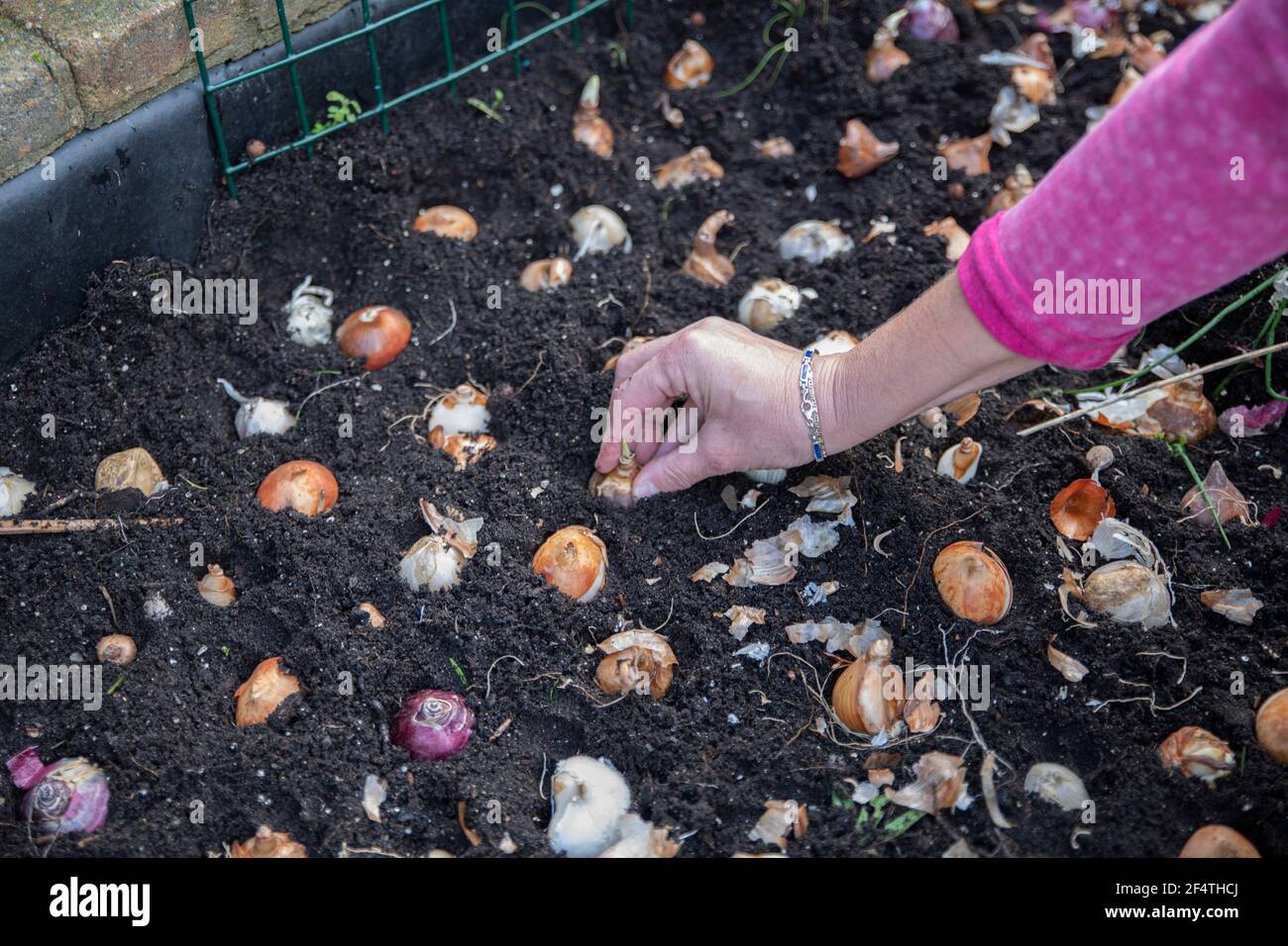 planting flower bulbs in garden Stock Photo Alamy