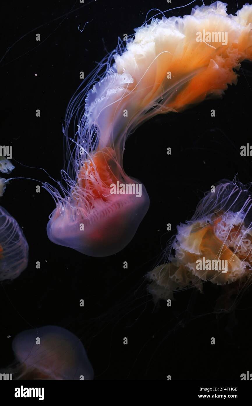 Nettle jellyfish, orange jelly fish (coelenterates) Stock Photo