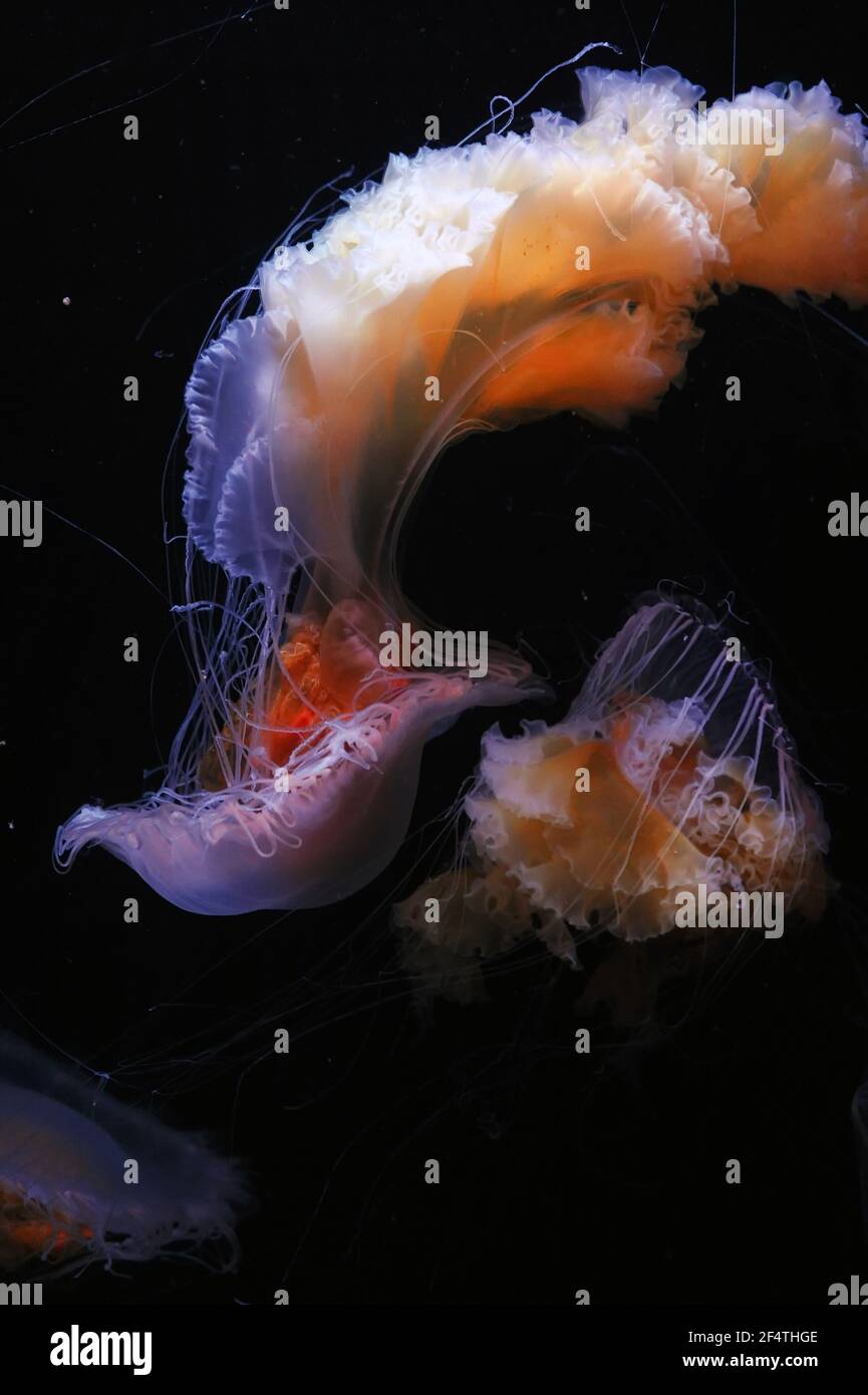 Nettle jellyfish, orange jelly fish (coelenterates) Stock Photo