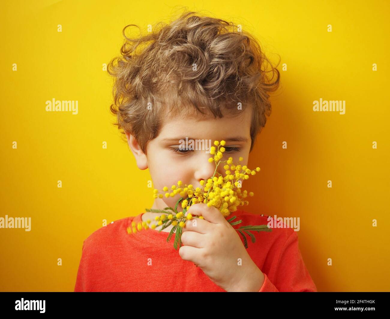 Cute little boy holding a mimosa branch in his hands and sniffing it Stock Photo