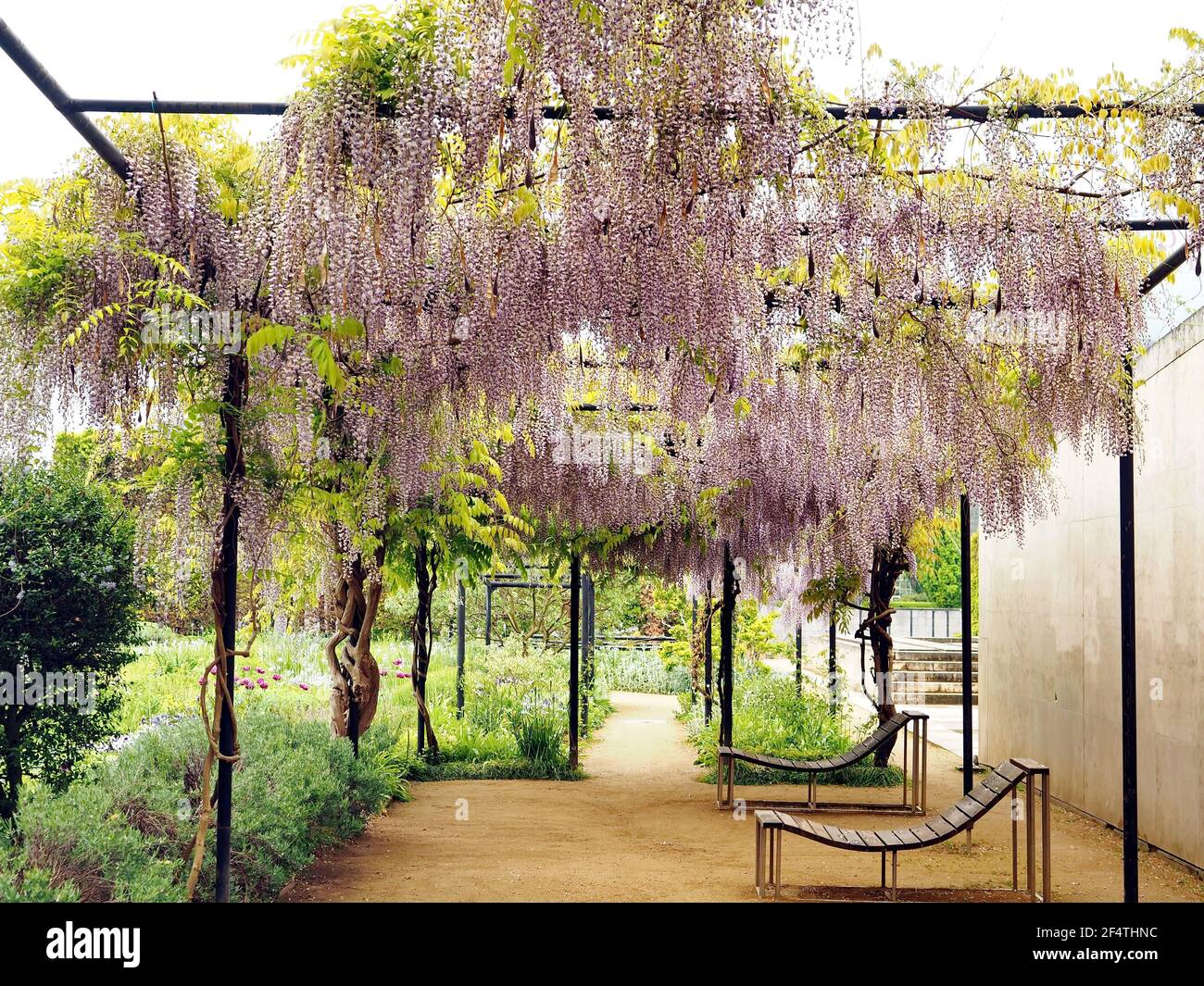 Spring wisteria blooming in Park Andre Citroen, 15th arrondissement, Paris, France Stock Photo