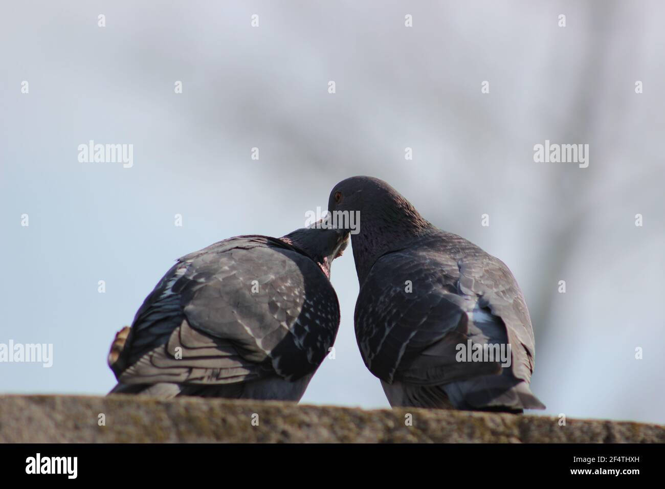 Pigeon, ornithurae, av., animal, chordata, couple, conjugal, phylum, (birds), classe, clade Stock Photo