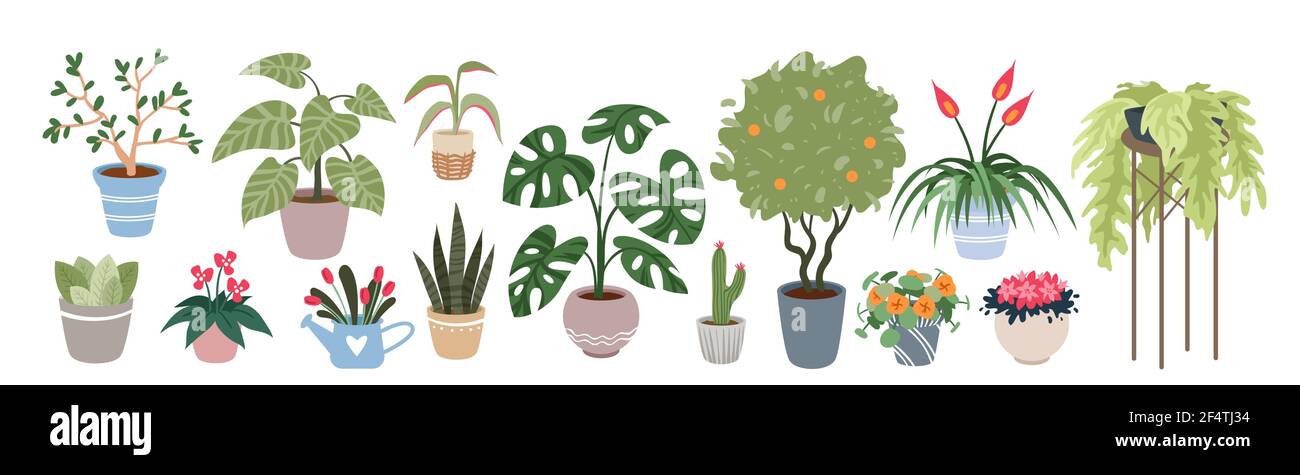 Home plants, houseplants vector illustration set. Cartoon indoor green botanical house decor collection with flowers in vases, prickly cacti growing Stock Vector