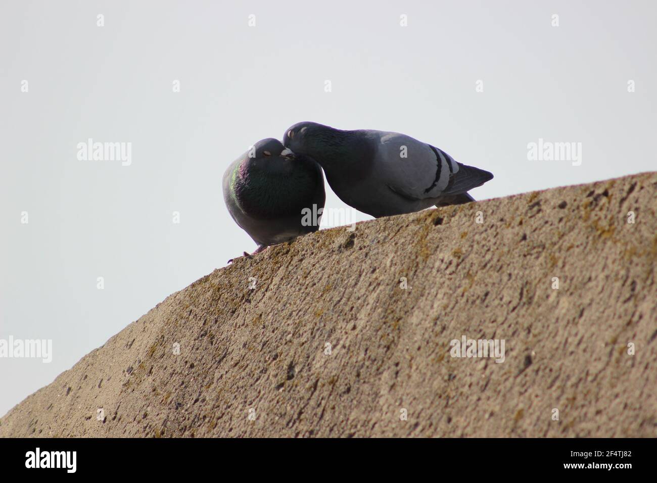 Pigeon, ornithurae, av., animal, chordata, couple, conjugal, phylum, (birds), classe, clade Stock Photo