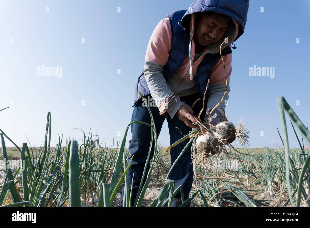 Happy mexican farmer harvesting hi-res stock photography and images - Alamy