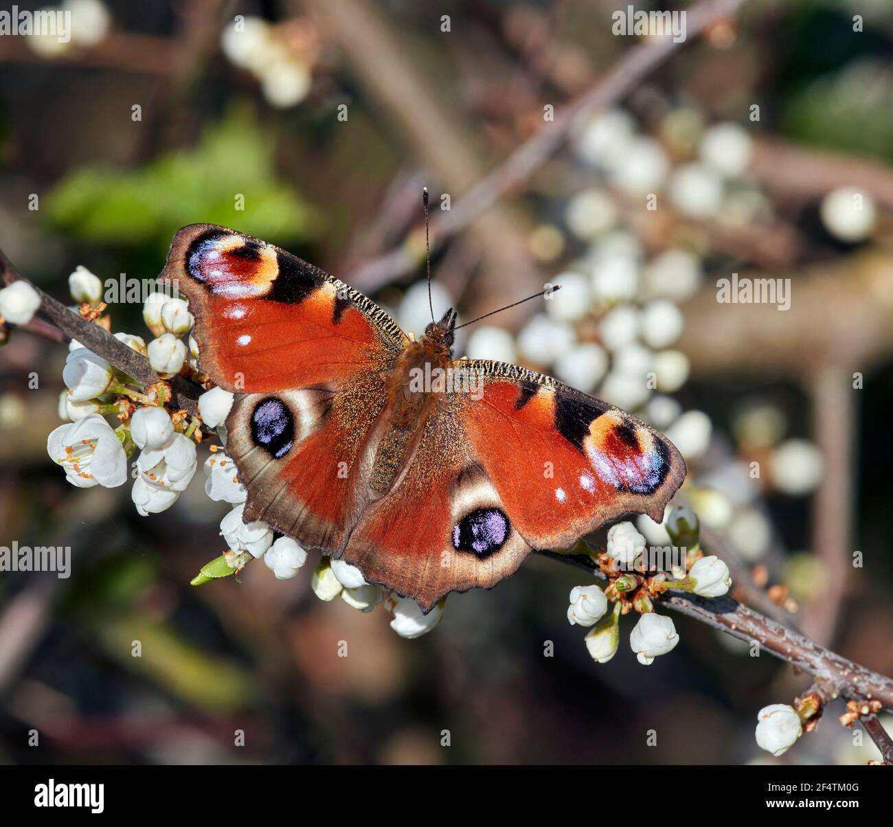 Peacock butterfly nectaring on blackthorn flowers. Hurst Meadows, East Molesey, Surrey. Stock Photo