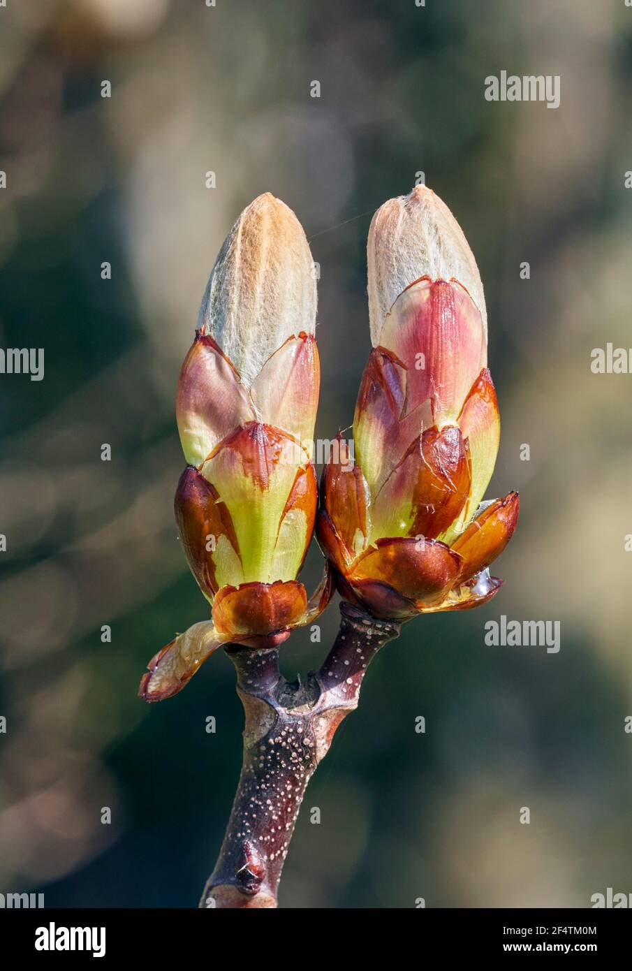 Horse Chestnut buds in spring. Hurst Meadows, East Molesey, Surrey. Stock Photo