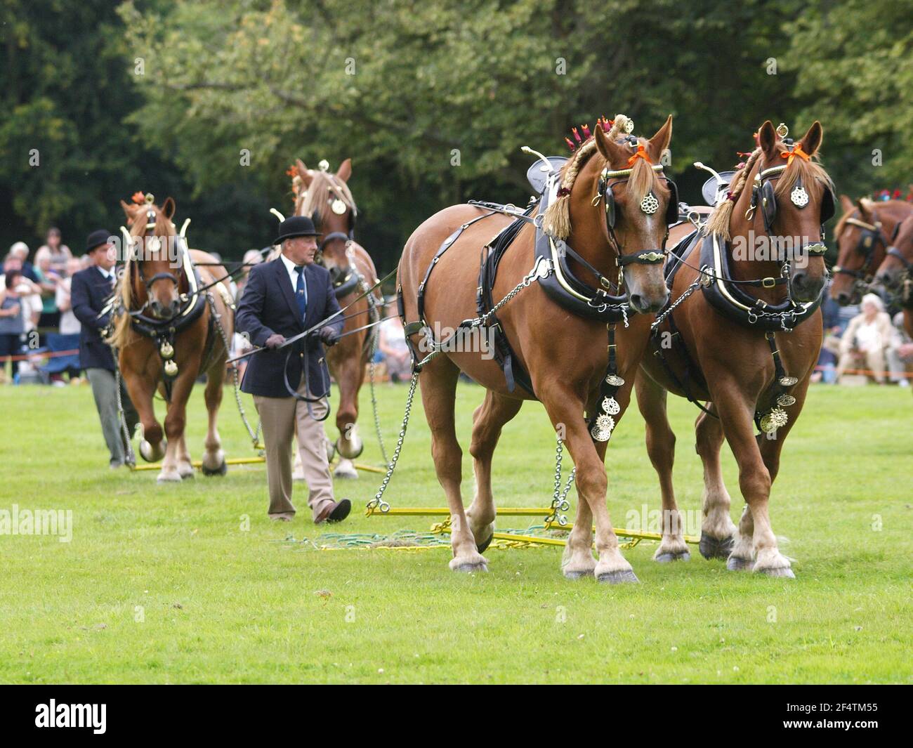 A team of Suffolk Punch horses in show harness. Stock Photo