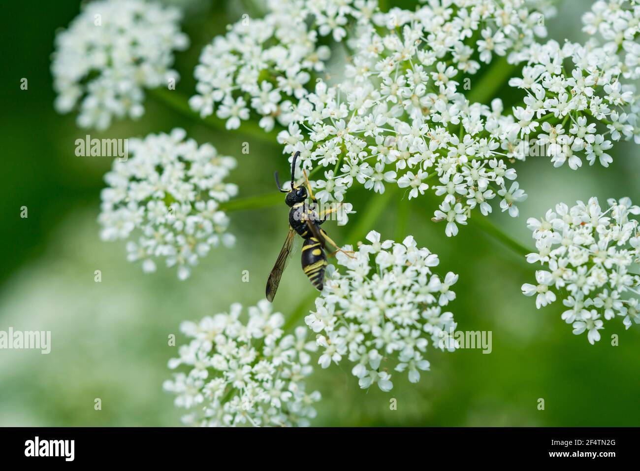 Potter Wasp on Ground Elder Flowers Stock Photo Alamy