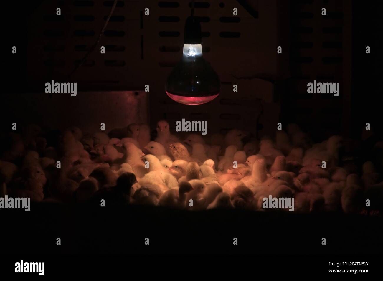 Artificial lighting in Poultry Farm For Breeding Chickens Stock Photo