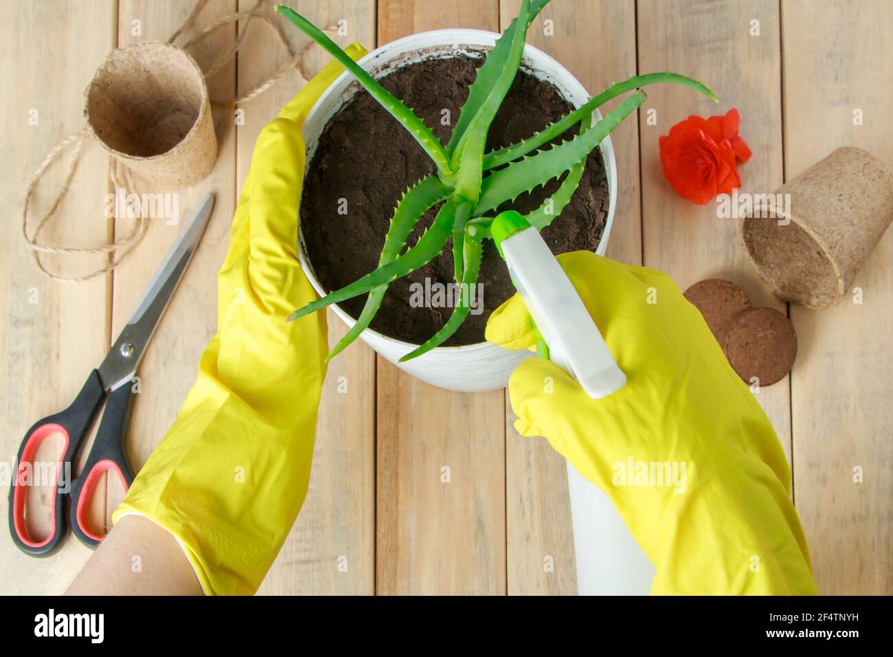 Woman in yellow rubber gloves sprinkles aloe vera in pot. Home