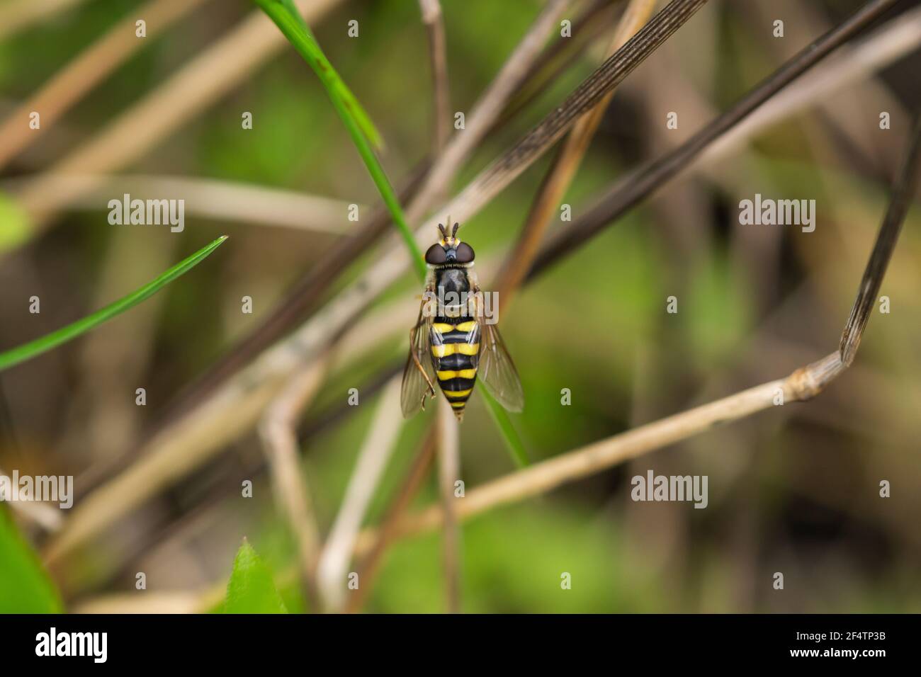 Hover Fly on Leaf in Springtime Stock Photo