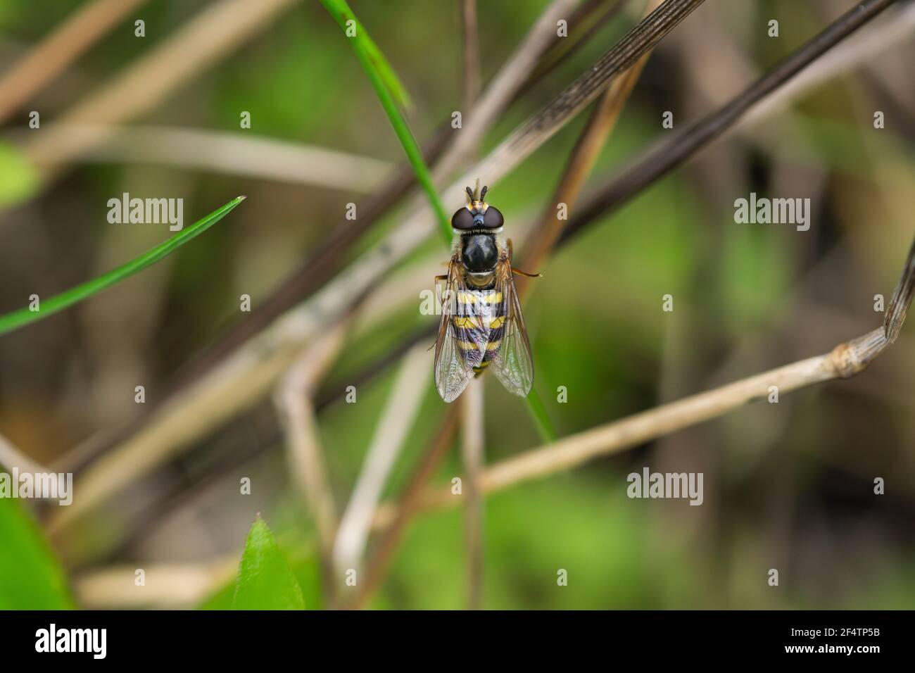 Hover Fly on Leaf in Springtime Stock Photo