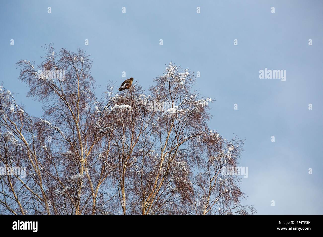 A Common Buzzard in a tree at Tarn Howes in snow, Lake Dsitrict, UK. Stock Photo