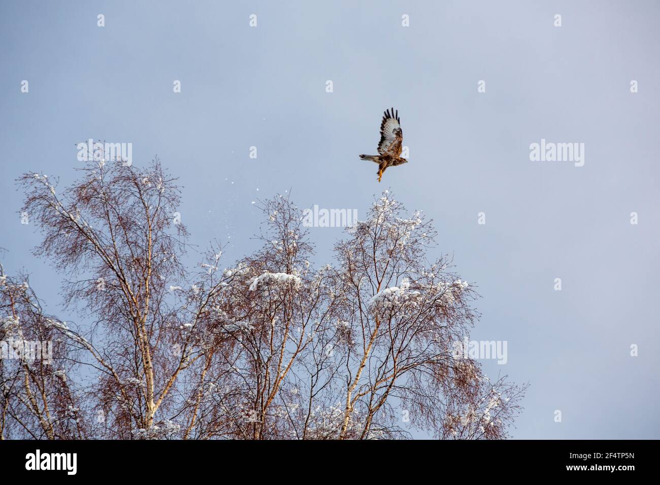 A Common Buzzard taking off from a tree at Tarn Howes in snow, Lake Dsitrict, UK. Stock Photo