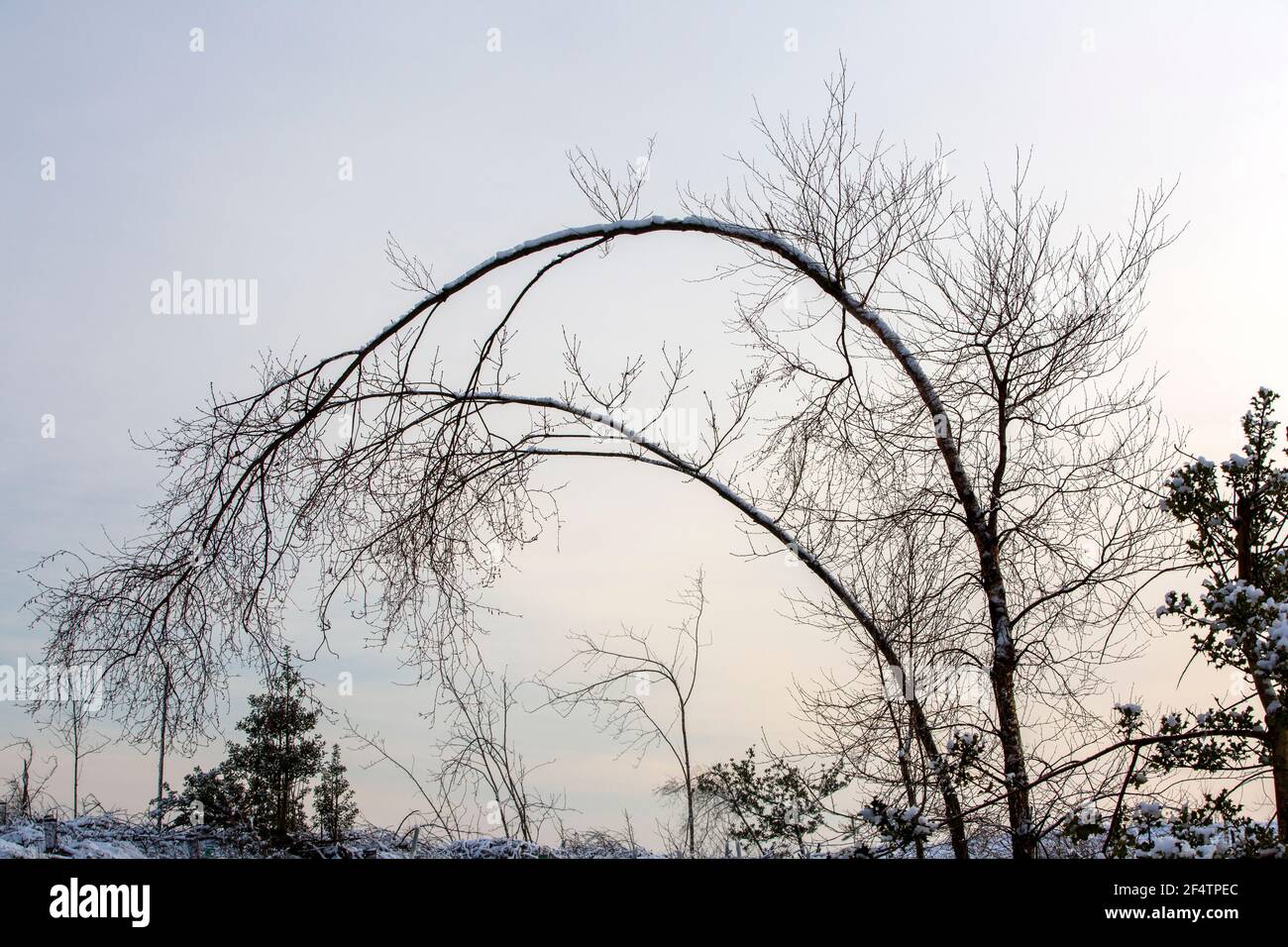 Bent over birch tree hires stock photography and images Alamy