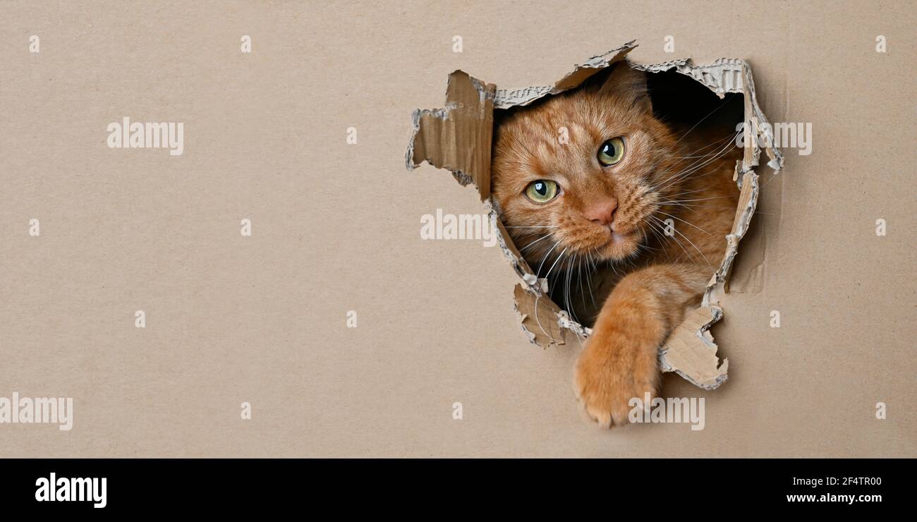 Funny ginger cat sitting in a cardboard box and looking curious through a hole. Panoramic image with copy space. Stock Photo