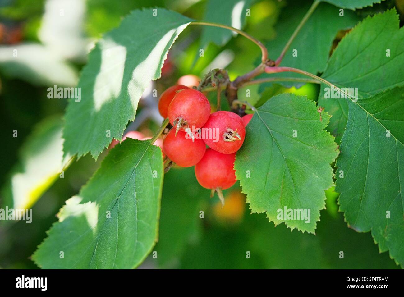 Many small red paradise apples hanging on a tree in garden. Fruit farming concept. Stock Photo