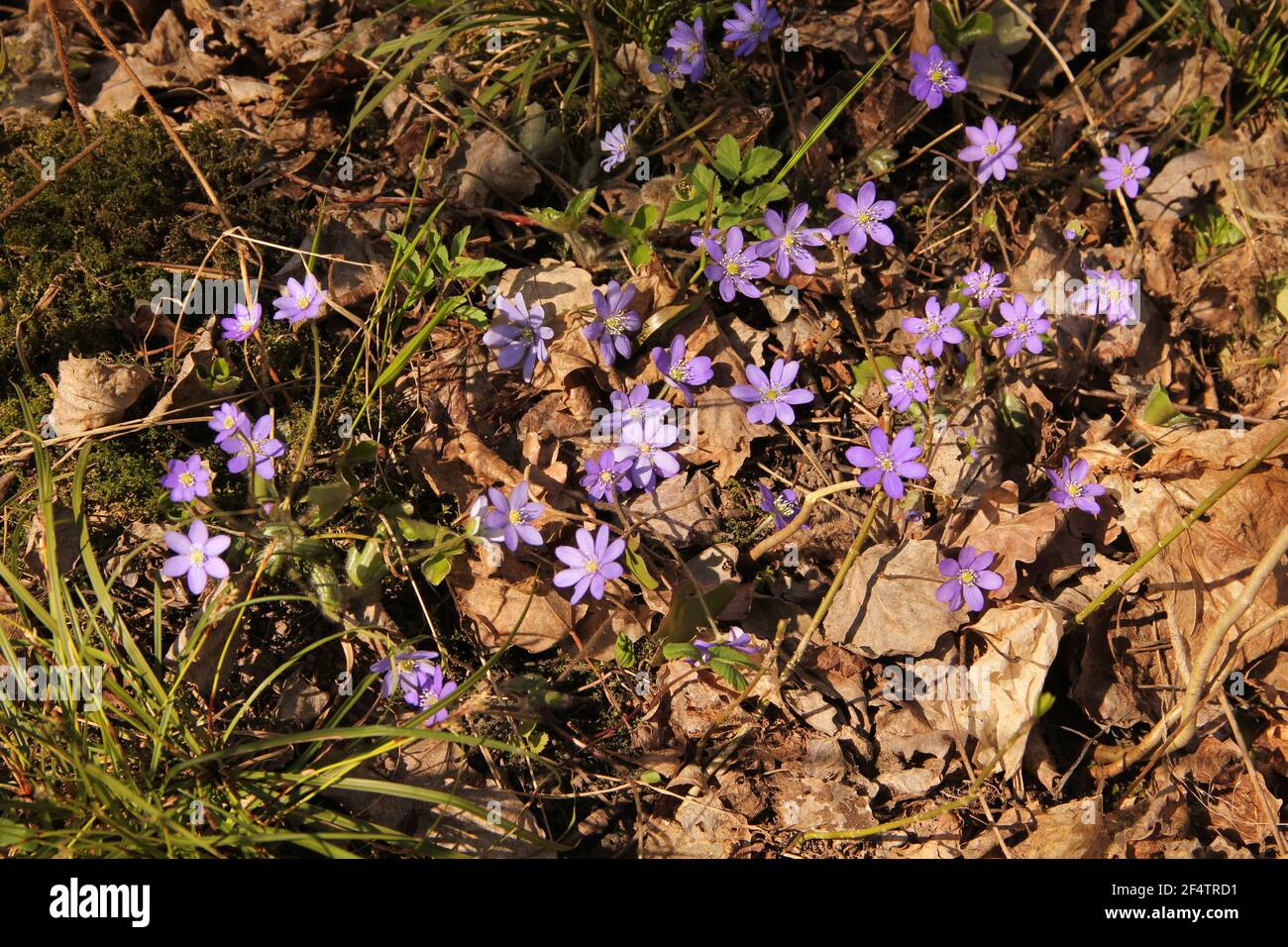 Many small violet blossoms of anemone hepatica, liverwort, kidneywort, pennywort in the background of grass, moss, dried leaves, twigs and nature in t Stock Photo