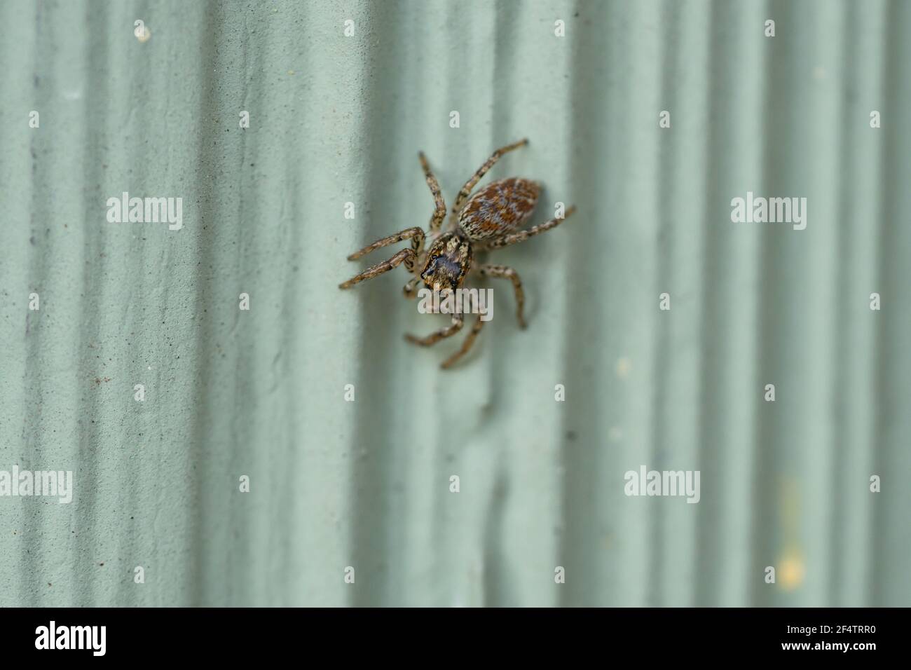 Dimorphic Jumping Spider in Springtime Stock Photo
