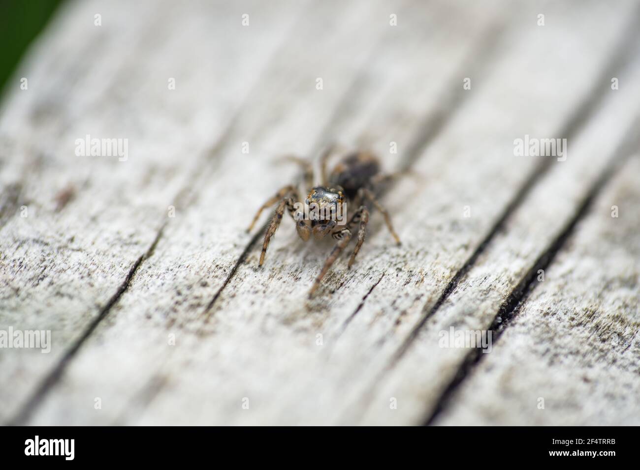 Dimorphic Jumping Spider in Springtime Stock Photo