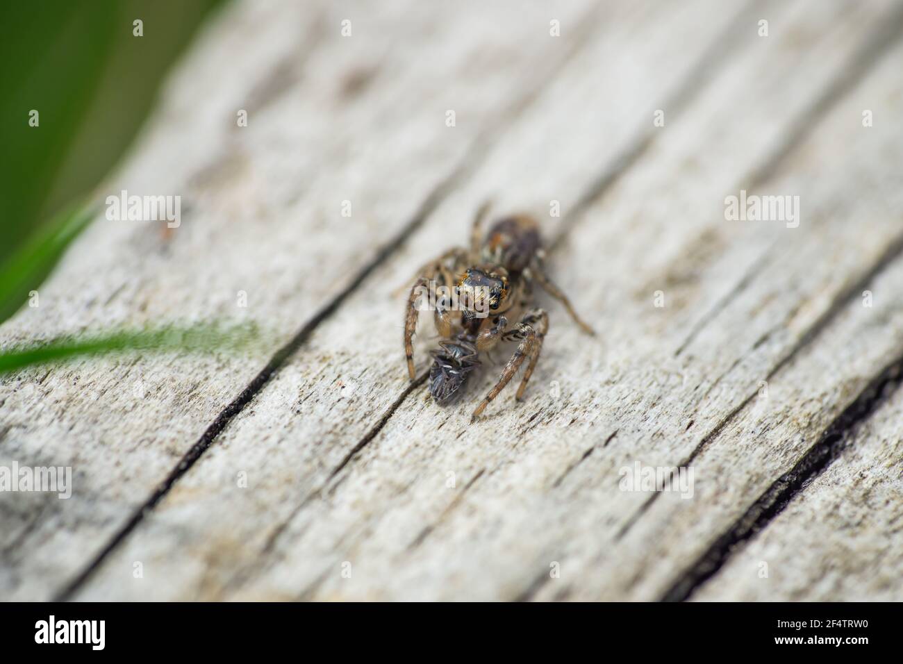 Dimorphic Jumping Spider in Springtime Stock Photo