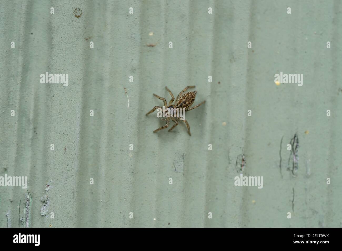 Dimorphic Jumping Spider in Springtime Stock Photo