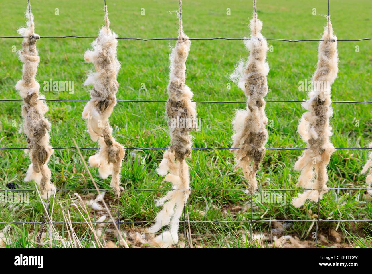 Sheep fleece wool caught on field fence. Honington Village, near Grantham, Lincolnshire, England. Stock Photo
