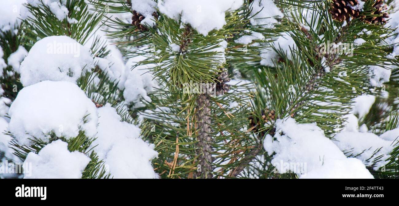 Pine bushes Calgary Alberta Stock Photo Alamy