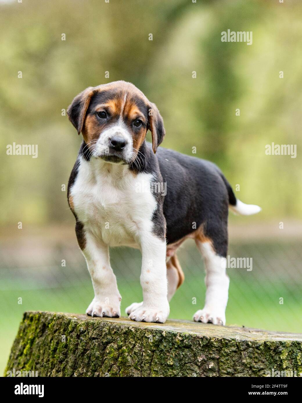 foxhound puppy Stock Photo