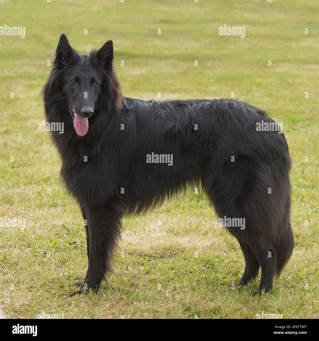 Belgian shepherd dog Stock Photo