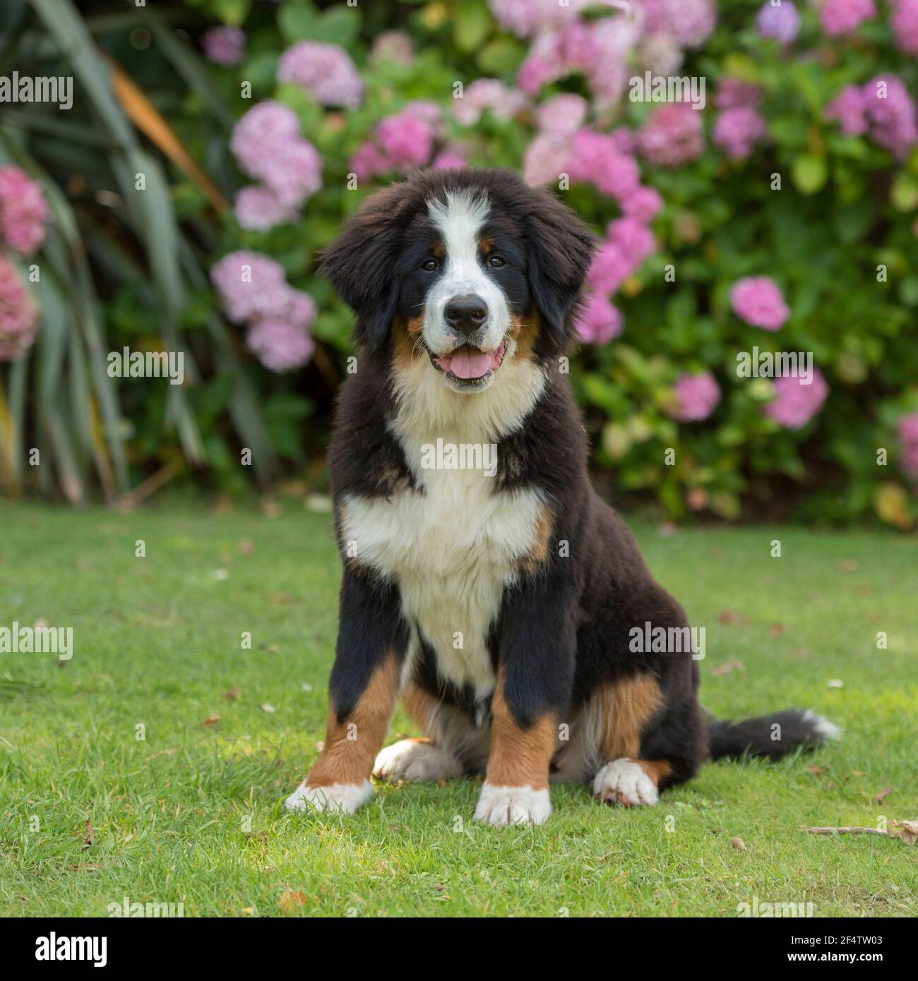 adult Stock Photo