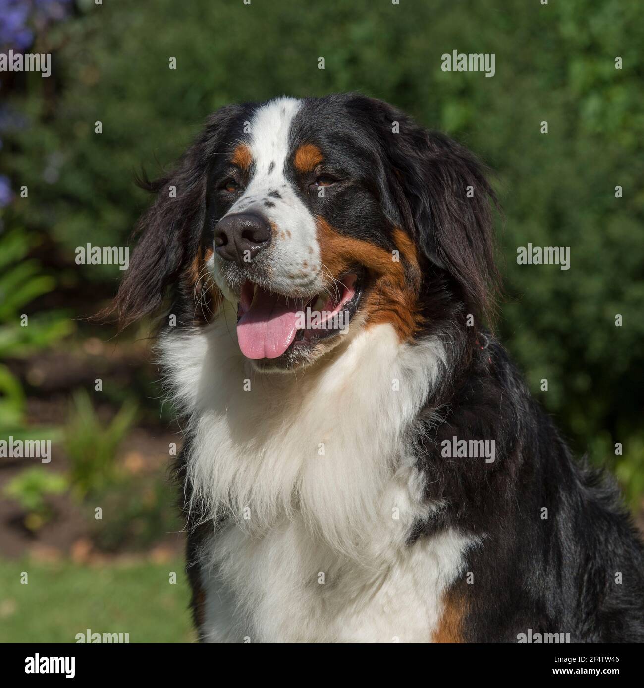 adult Stock Photo