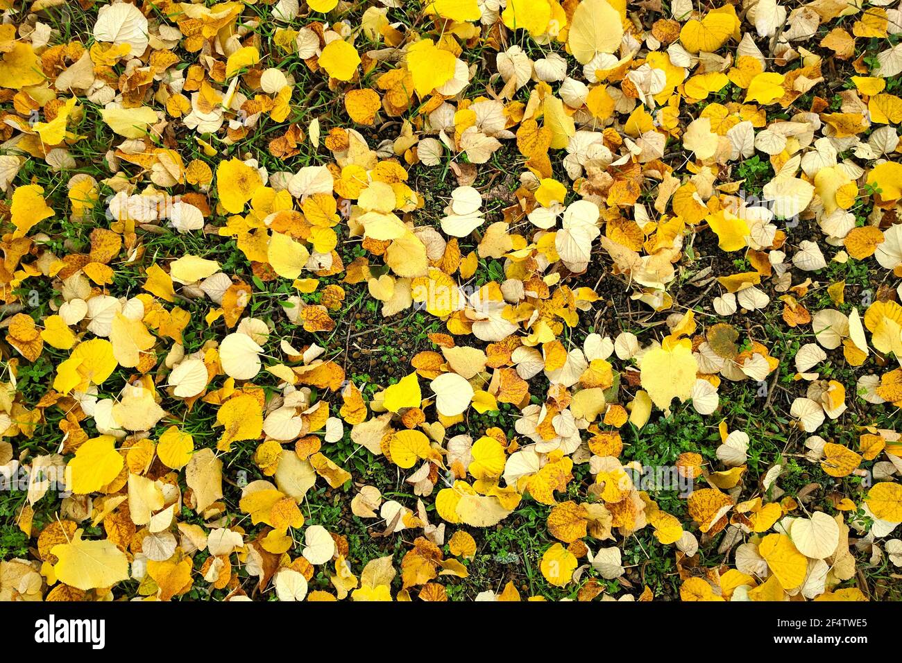 Ground with grass and yellow leaves hi-res stock photography and images ...