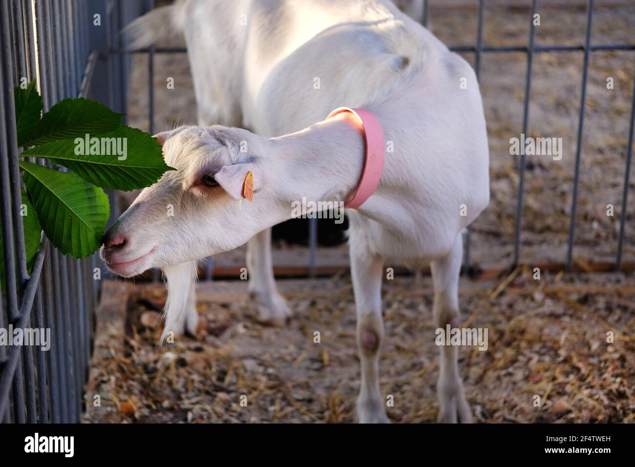 Young white goat in pink collar eats green leaf in stall on farm. Feeding on animal farm. Stock Photo