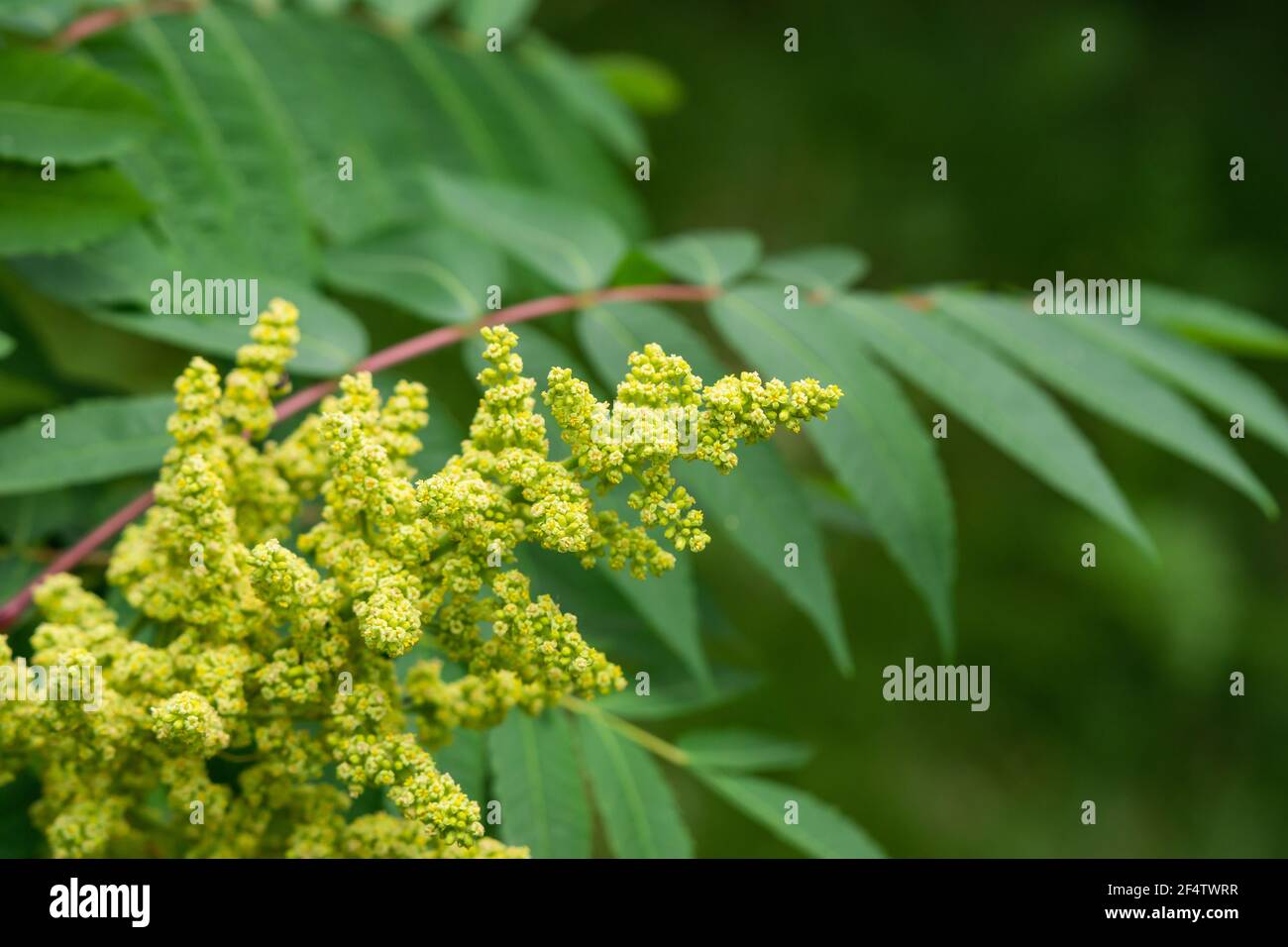 Sumac in bloom hires stock photography and images Alamy