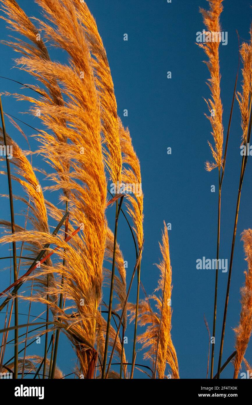 Wild grasses golden summer hi-res stock photography and images - Alamy