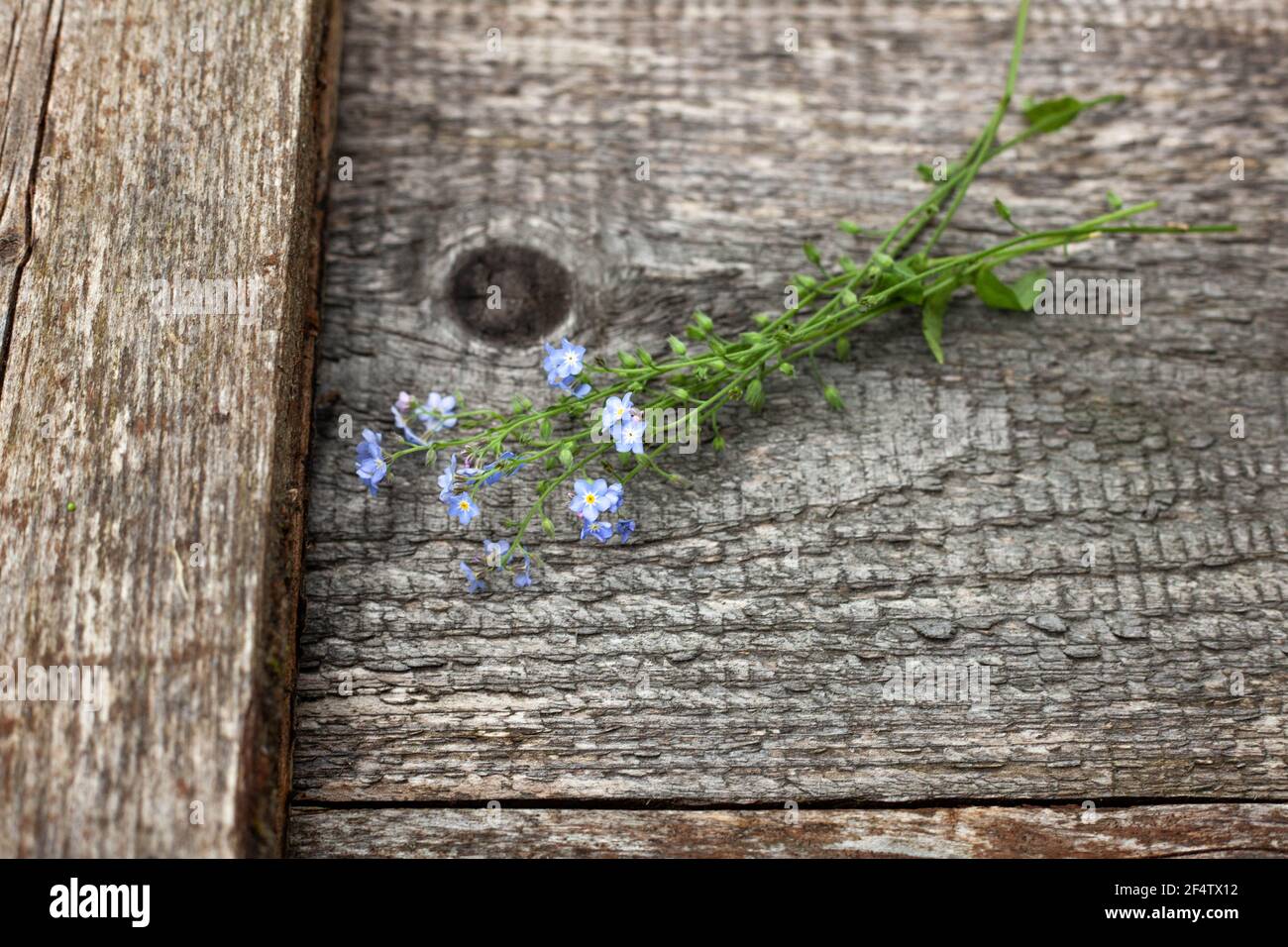 Bouquet of wild little blue flowers on a wooden old background. Top view with a copy of the space. Summer still life Stock Photo